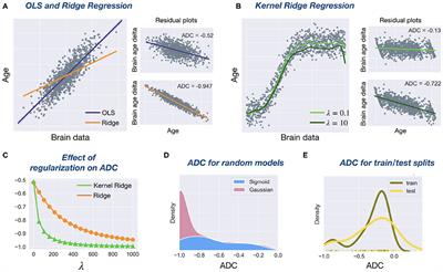 Correlation Constraints for Regression Models: Controlling Bias in Brain Age Prediction